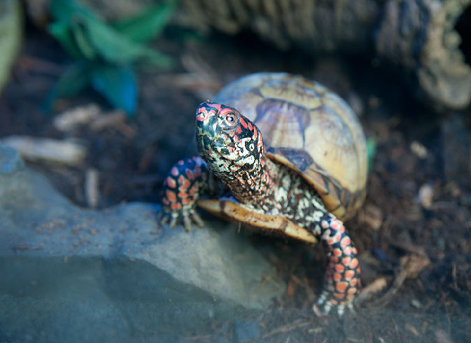Little ray reptile zoo ottawa coupons